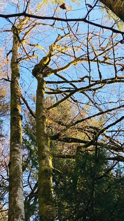 Burgi Kefer Lägenhet Bad Ischl Exteriör bild